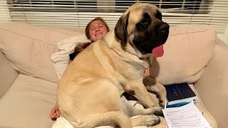 When Your Big Dog Thinks Hes a BABY Funny Dog and Human [upl. by Thamos959]