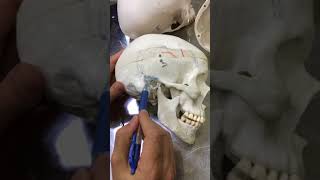 Practical osteology 4  skull  norma lateralis  by Dr Wahdan [upl. by Viole719]