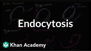 Endocytosis phagocytosis and pinocytosis  Biology  Khan Academy [upl. by Analiese]