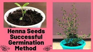 Henna Seed Successful Germination Method  Lawsonia Inermis [upl. by Starr985]