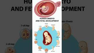 Human Embryo And Fetal Development subscribe baby [upl. by Lilias942]