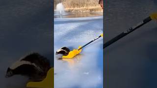 Mofeta quedó atrapada en el hielo animales rescates [upl. by Ybok]