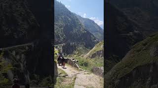 travel pahad pahadi uttarakhand hills mountains nature shortvideo beautiful [upl. by Einaej]