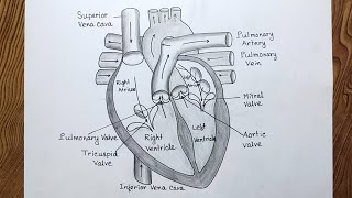 How to draw human heart diagram easily Human heart diagram drawing [upl. by Cale]