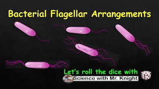 Bacterial Flagellar Arrangements [upl. by Novah]