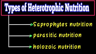 types of heterotrophic nutrition  What is heterotrophic nutrition  Life Processes Class 10 CBSE [upl. by Adnalay]