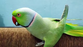 Parrot Speaking  Mitthu Mitthu  Parrot Voice  Talking Parrot [upl. by Longtin]