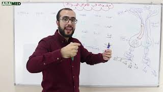 مقدمة في علم الغدد الصماء Introduction to Endocrinology [upl. by Oderfla]