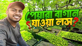 Vasoman Peyara Bazar tour 2024 । ভাসমান পেয়ারা বাজার [upl. by Pavkovic]