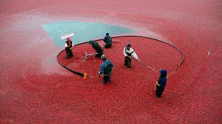 US Farmers Harvested 791 Million Pounds Of Cranberries This Way  Cranberry Harvesting [upl. by Ricketts992]