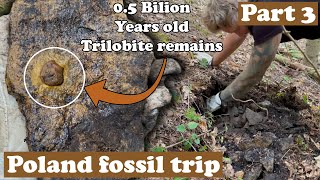 Cambrian trilobites forest  Part 3 [upl. by Llednyl]