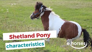 Shetland Pony I characteristics origin amp disciplines [upl. by Kristy]