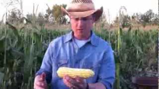 How to shuck corn quickly and easily [upl. by Vivia276]