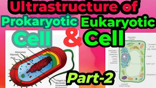 UltraStructure of Prokaryotic and eukaryotic cellsDifferences between pro ampeukaryotic cell Part2 [upl. by Yand]