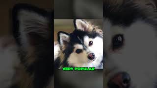 Pomsky  The Internet Myth [upl. by Toy]