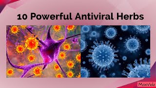 10 Powerful Antiviral Hearbs [upl. by Korman]