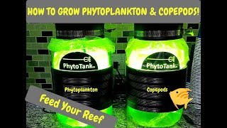 How To Harvest Phytoplankton amp Copepods  Poseidon Reef Systems  Culturing Phyto amp Copepods [upl. by Susumu]