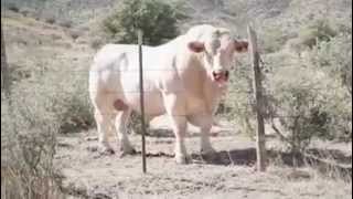 Historia del Charolais en México [upl. by Maroney]