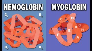 HEMOGLOBIN AND MYOGLOBIN BIOCHEMISTRY [upl. by Penoyer463]