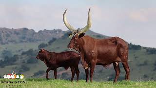 Ankole cow and calf [upl. by Lawrence44]