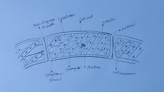 How To Draw Diagram of a Spirogyra [upl. by Asselim943]