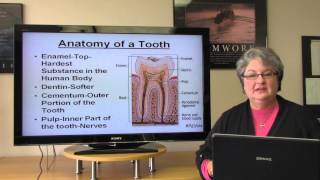 Basic Dental Terminology [upl. by Kirt]