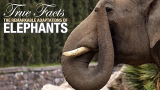 True Facts Elephants [upl. by Karola]