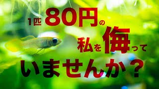 【アクアリウム】お手頃だからって侮っていませんか？ 美しい魚たち ランプアイとカージナルテトラ [upl. by Ardnahcal641]