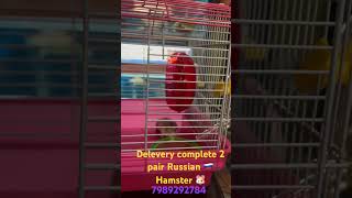 Vr aqua pets GTL hamsters pets guntakal [upl. by Tanaka343]