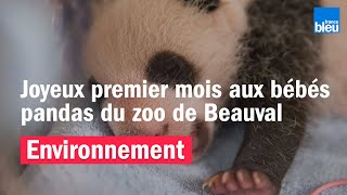 Joyeux premier mois aux bébés pandas du Zooparc de Beauval [upl. by Kimbra]