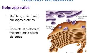 BI280 Chapter 5 A Survey of Eukaryotic Cells and Microorganisms  Part 1 of 3 [upl. by Aehr]