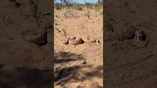 Rattlesnakes Getting It On In The Sand [upl. by Enrak]