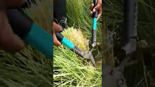 Pennisetum Grass Cutting youtubeshorts viralvideo shorts youtube subscribe foryou shortvideo [upl. by Drawets]