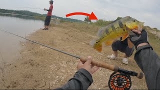 PEACOCK BASS IJOK  FLY FISHING MALAYSIA [upl. by Aisor]