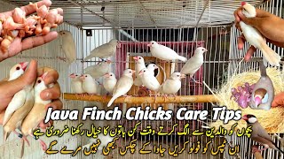 Albino Java Chicks Ko Colony Mein Shift Kar Dia  Java Sparrow Chicks Care Tips [upl. by Glaser]