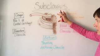 Subclavius Muscle Anatomy [upl. by Hescock]