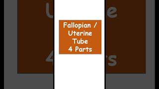 Fallopian tube 4 parts anatomy biology Uterine tube 4 parts [upl. by Kcirdahs]