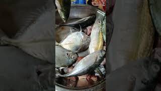 HAPPY WEDNESDAY  fish kokan malvan [upl. by Medina933]