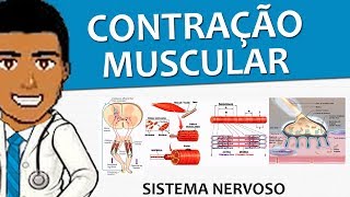 Sistema Nervoso 20 – Contração muscular e o controle espinal Vídeoaula [upl. by Adlesirg854]