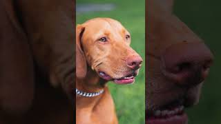 Vizsla Vitality Unveiling the Elegance of the Hungarian Vizsla 🐾✨ dogfacts Dogs Vizsla [upl. by Koral]