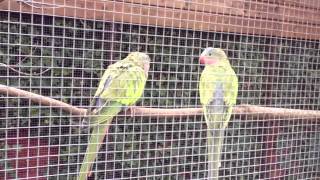 Parakeet Aviary [upl. by Haletta587]