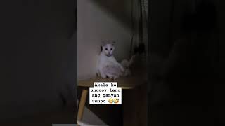 PUSANG UNGGOY NA PARANG BHUDDA😂🤣 cutecat shortvideo youtubeshort 2024 [upl. by Irtimed713]