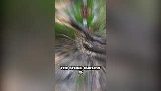 Unlock the mystery of the elusive Stone Curlew and its unique habitat challenges 🦜 [upl. by Ittap]