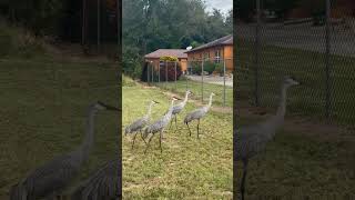 Garzas Canadienses paseando en la Florida [upl. by Burkhart]