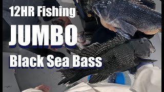 12hour jumbo BLACK SEA BASS fishing Virginia Beach VA [upl. by Arelus817]