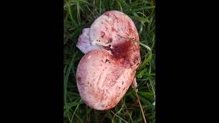 Hygrophorus russula paonazzo lardaiolo rosso mushroom nature [upl. by Opiuuk76]