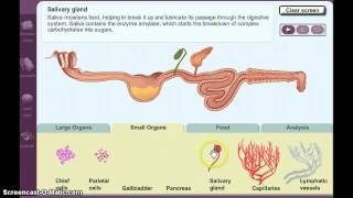 Digestion Gizmo Demo [upl. by Oremo552]