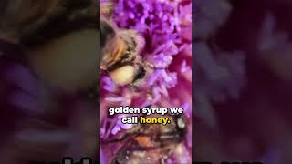 Honey Bees How do they produce honey and why it is essential for them [upl. by Ahsirak]