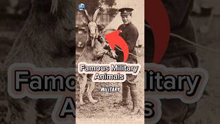 4 Heroic Military Animals shorts [upl. by Haropizt]