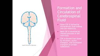 Chapter 25 Cerebrospinal Fluid System [upl. by Enavi]